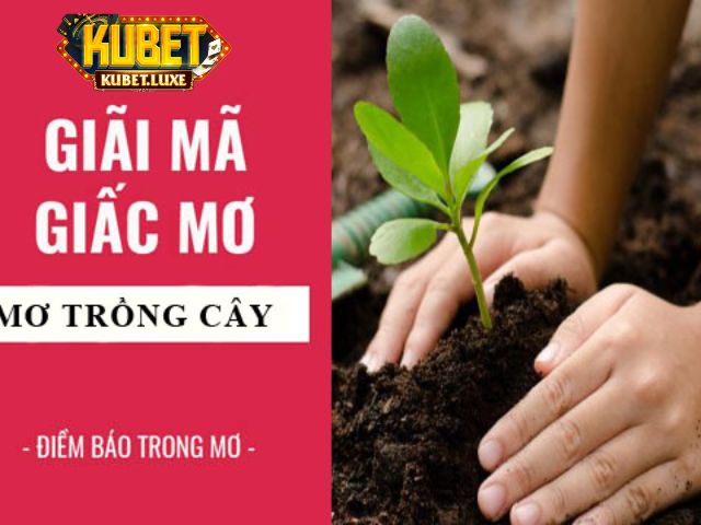 mo thay trong cay danh con gi